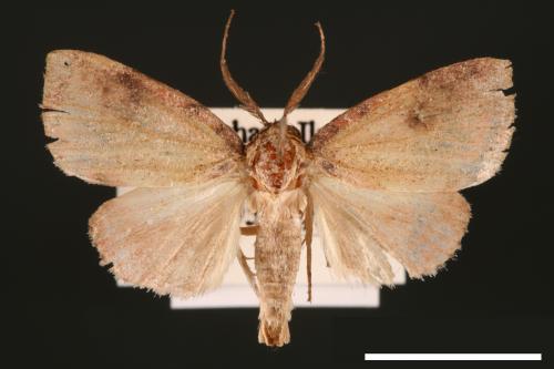 Gelastocera rubicundula[00004723]