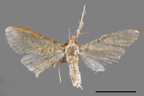 <已分類>Family：Crambidae[草螟科][00052503]