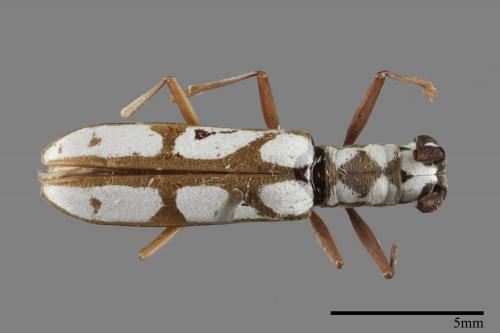 Olenecamptus formosanus[蓬萊狹胸白天牛][00082436]