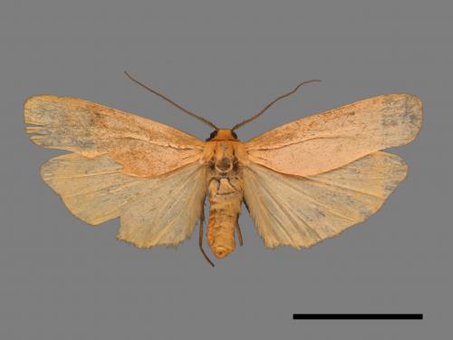Eilema usuguronis[黃邊土苔蛾][00047323]