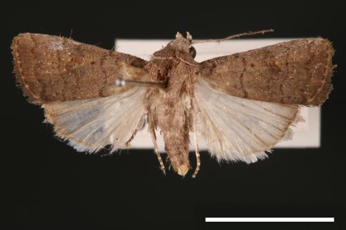 Athetis cognata[00003247]