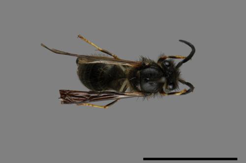 Vespula flaviceps[細黃胡蜂][00073108]