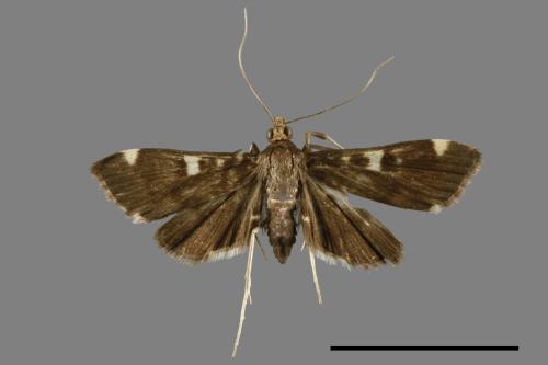 <已分類>Family：Crambidae[草螟科][00067181]