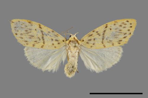 Asura alikangiae[關山豔苔蛾][00091746]