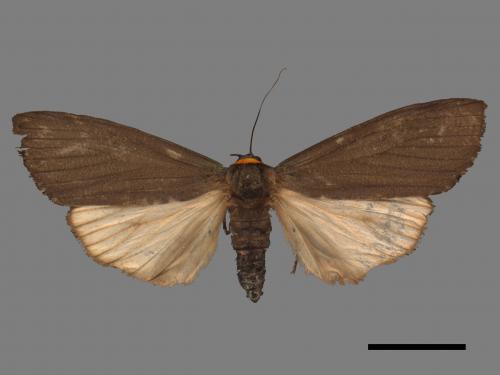 Paraona staudingeri[烏閃苔蛾][00058204]