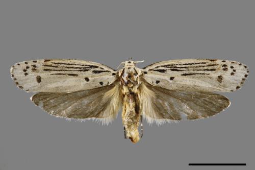 Ethmia lineatonotella[點帶織葉蛾][00061453]