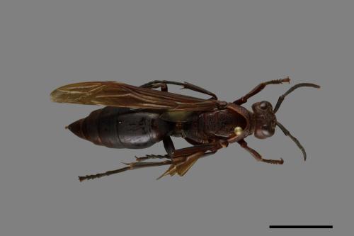 Polistes gigas[巨長腳蜂][00074310]