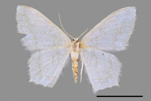 <已分類>Genus：Maxates[00044371]
