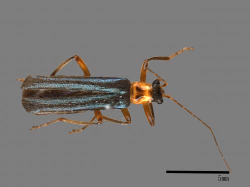 <已分類>Family：Cantharidae[菊虎科][00084376]