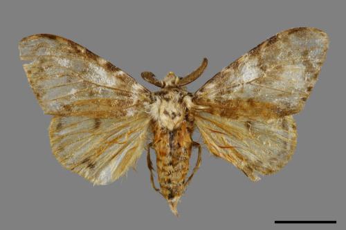 Lymantria mathura subpallida[波斑毒蛾][00058583]