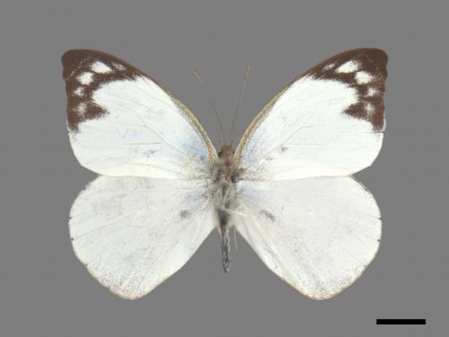 Appias indra aristoxemus[雲紋粉蝶][00027392]