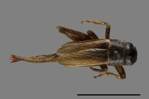 <已分類>Family：Gryllidae[蟋蟀科][00054448]