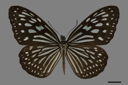 Ideopsis similis[琉球青斑蝶][00101109]