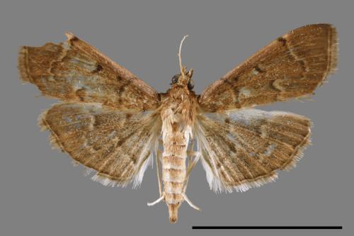 <已分類>Family：Crambidae[草螟科][00053954]