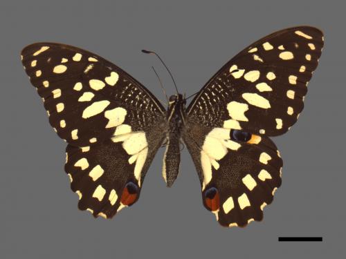 Papilio demoleus[無尾鳳蝶][00013736]