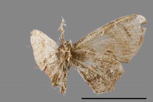 Pterotosoma castanea[栗色小雙尾蛾][00089763]