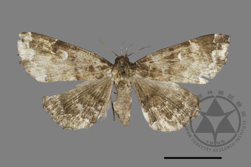 <已分類>Family：Noctuidae[夜蛾科][00061052]