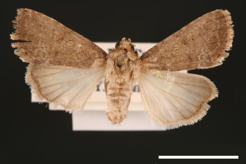 Spodoptera pecten[梳灰翅夜蛾][00002897]
