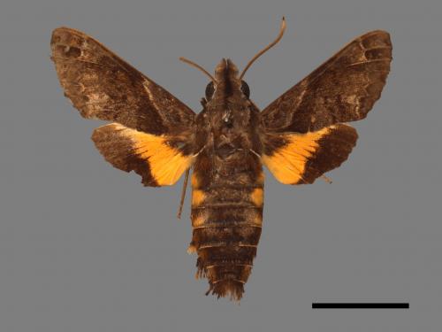 Macroglossum fritzei[佛瑞茲長喙天蛾][00016940]