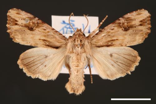Egira contaminata[00001097]
