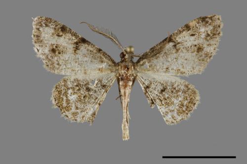 <已分類>Family：Geometridae[尺蠖蛾科][00069966]