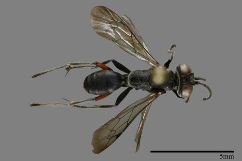 <已分類>Family：Sphecidae[細腰蜂科][00094378]