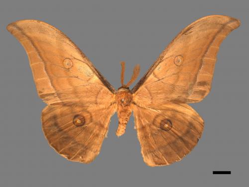 Antheraea yamamai superba[大透目天蠶蛾][00016132]