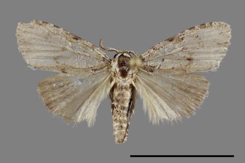 <已分類>Family：Noctuidae[夜蛾科][00092157]