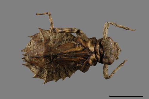 Gomphidia kruegeri fukienensis[異紋春蜓][00086687]