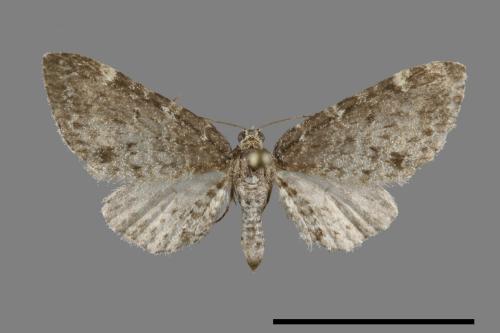 <已分類>Family：Geometridae[尺蠖蛾科][00095015]