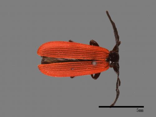<已分類>Family：Cantharidae[菊虎科][00082464]