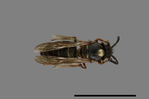 Vespula flaviceps[細黃胡蜂][00073103]