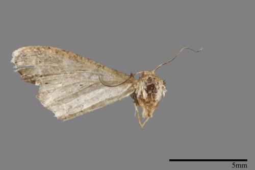 <已分類>Genus：Idaea[00033379]