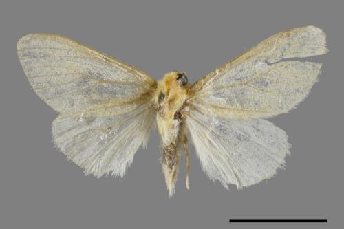 <已分類>Genus：Euproctis[00051342]