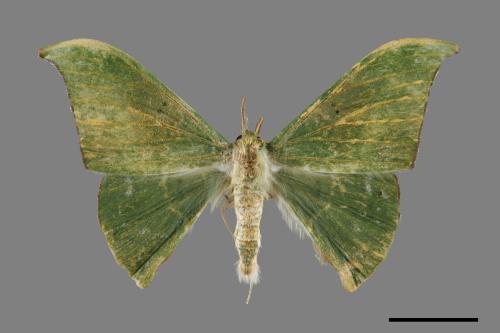 Tanaorhinus viridiluteatus[雙點鐮翅青尺蛾][00071539]