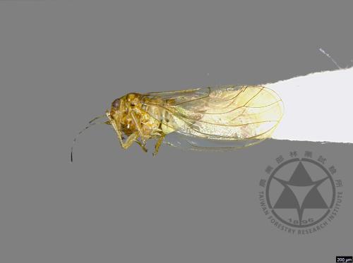 <已分類>Family：Psyllidae[木蝨科][00077094]