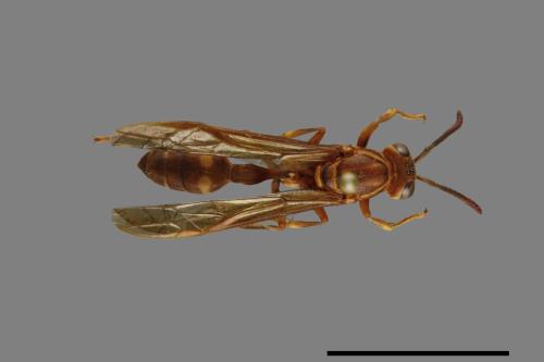 Parapolybia varia[變側異腹胡蜂][00078833]