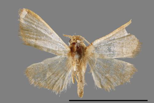 <已分類>Family：Crambidae[草螟科][00064621]