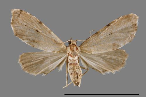 <已分類>Family：Pyralidae[螟蛾科][00064026]