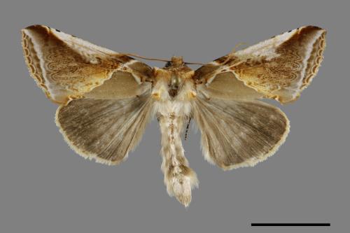 Habrosyne fraterna chekiangensis[費浩波紋蛾][00095045]