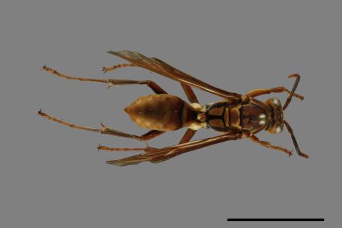 Polistes formosanus[00101188]