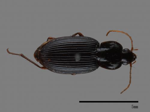 <已分類>Family：Carabidae[步行蟲科][00081990]