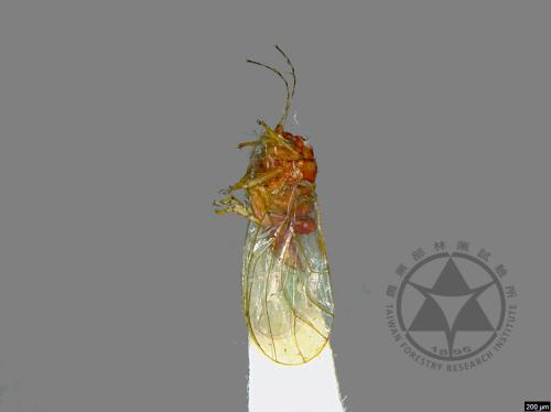 <已分類>Family：Psyllidae[木蝨科][00041444]