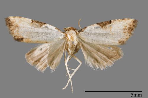 <已分類>Family：Noctuidae[夜蛾科][00008350]