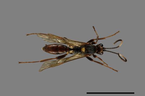 <已分類>Family：Pompilidae[蛛蜂科][00071786]