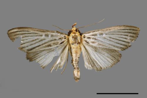 Tyspanodes hypsalis[00063787]