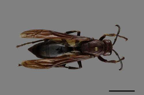 Polistes gigas[巨長腳蜂][00074425]