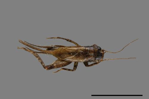 <已分類>Family：Gryllidae[蟋蟀科][00054449]