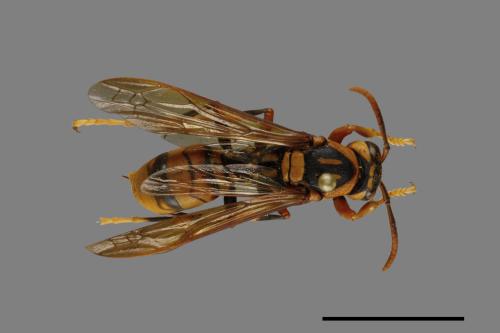 Polistes rothneyi[黃長腳蜂][00074348]