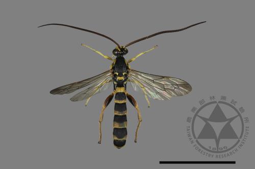 <已分類>Family：Ichneumonidae[姬蜂科][00173270]